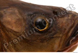 Common chub Squalius cephalus eye 0001.jpg